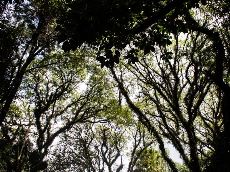 ARVORES DA FLORESTA
