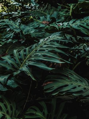COSTELA DE ADÃO NA FLORESTA DARK SUAVE