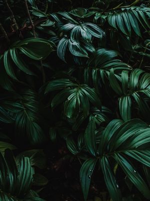FOLHAGEM TROPICAL VERDE DARK