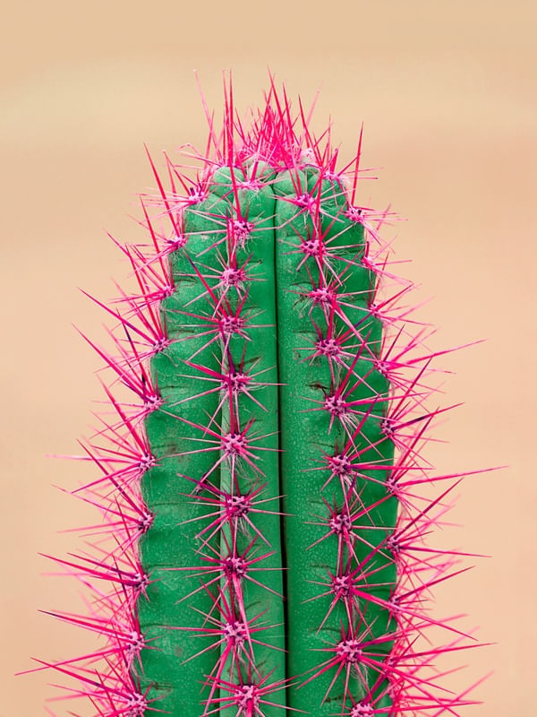 CACTO PINK