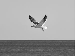 GAIVOTA, MAR E CÉU