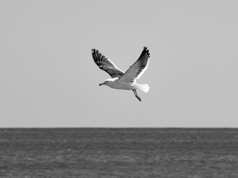 GAIVOTA, MAR E CÉU