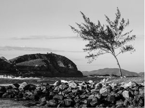ÁRVORE DA PRAIA COM PEDRAS