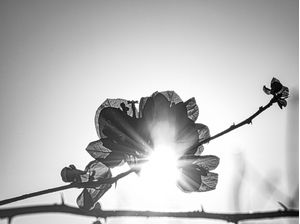 FLOR SOLAR 1