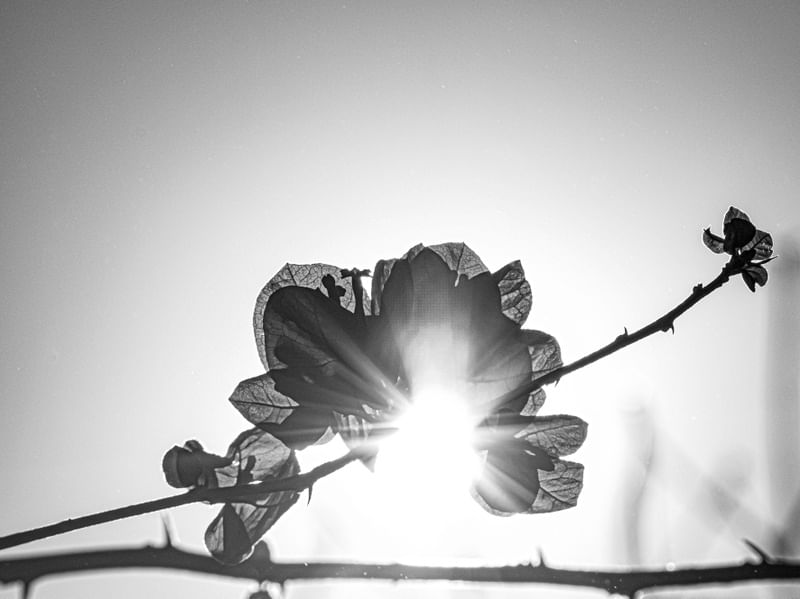 FLOR SOLAR 1