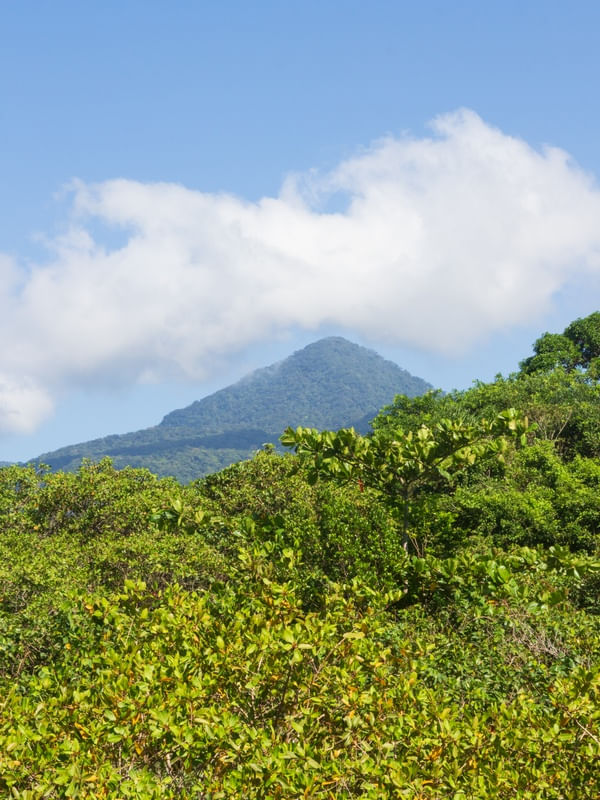 A SERRA DA JURÉIA