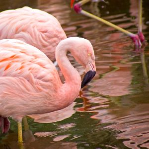 FLAMINGO NO LAGO