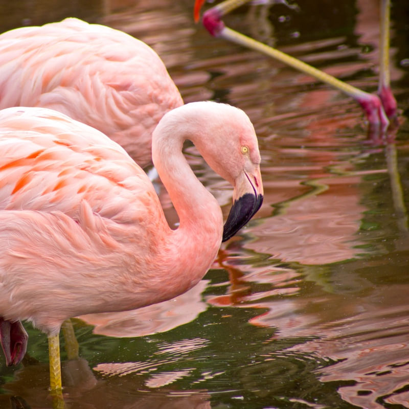 FLAMINGO NO LAGO