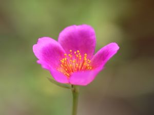 FLOR DE JARDIM DE COR ROSA