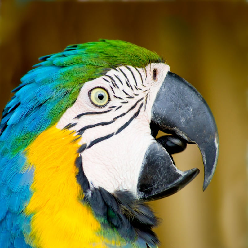 ARARA CLOSE UP