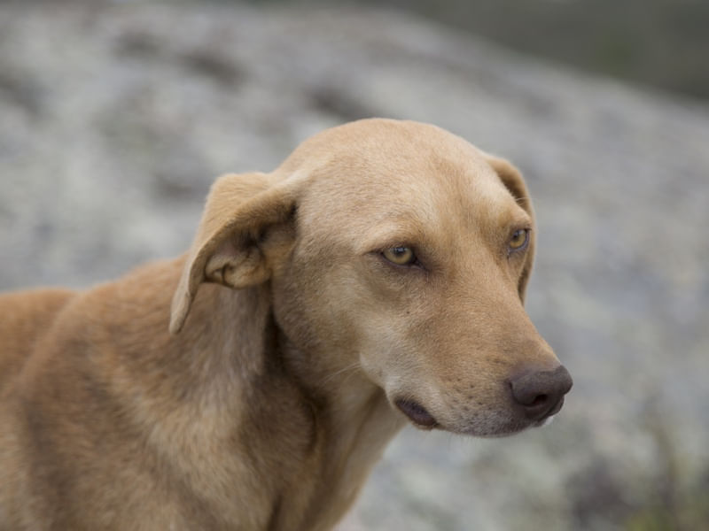 CACHORRO DE RUA III