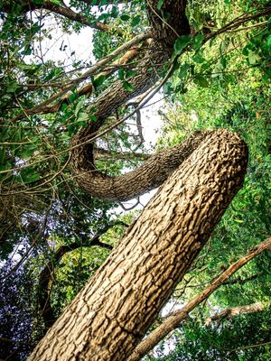 SELVA SINUOSA 5