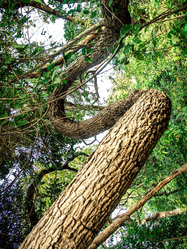 SELVA SINUOSA 5