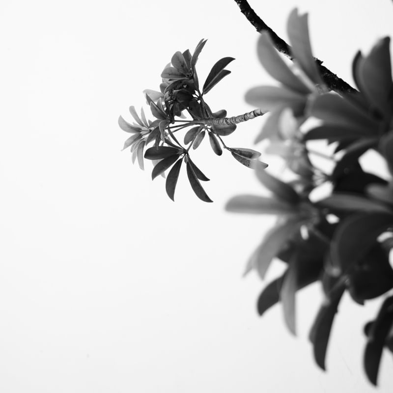 FLORA 3281