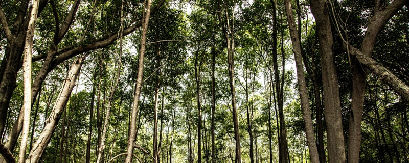 MANGUE FOREST 2