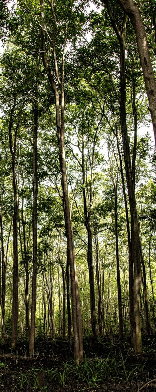 MANGUE FOREST 3