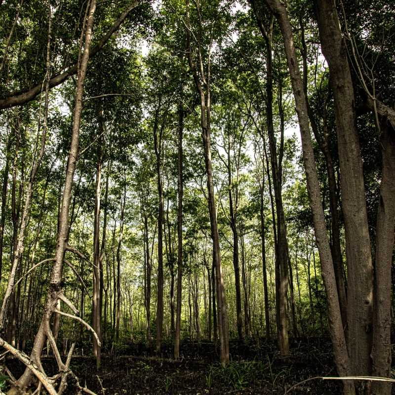 MANGUE FOREST 4