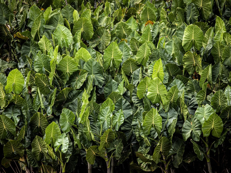 ANINGA FOREST