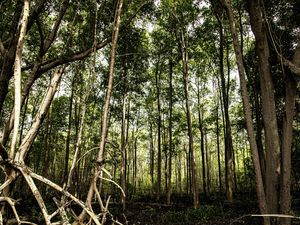 MANGUE FOREST