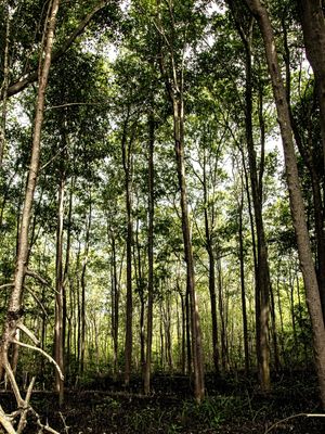 MANGUE FOREST 5