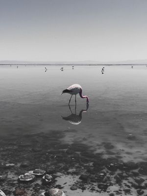 ATACAMA FLAMINGO