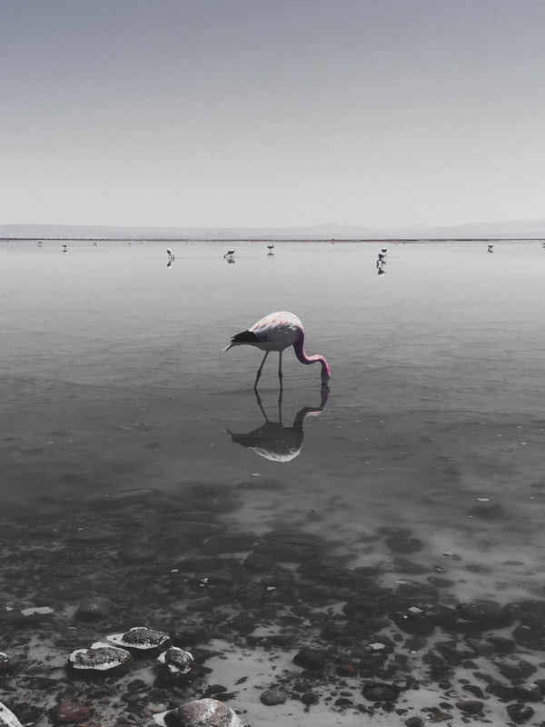 ATACAMA FLAMINGO