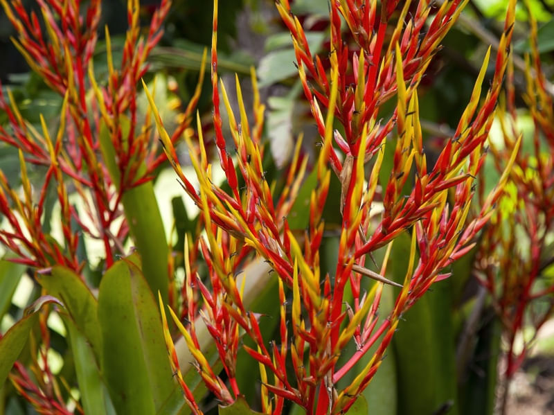 FLOR VERMELHA 2022 4