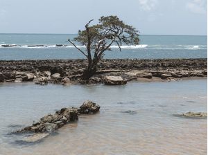 PRAIA DA SEREIA ALAGOAS