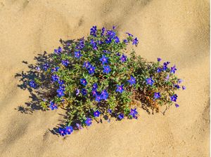 PEQUENAS FLORES NA AREIA