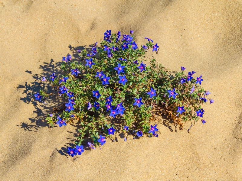 PEQUENAS FLORES NA AREIA