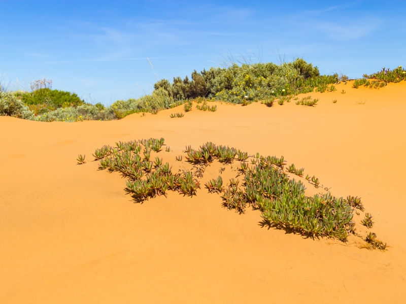 VEGETAÇÃO NA AREIA E CÉU AZUL