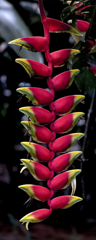 HELICONIA COLOR