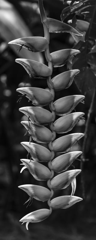 HELICONIA PB