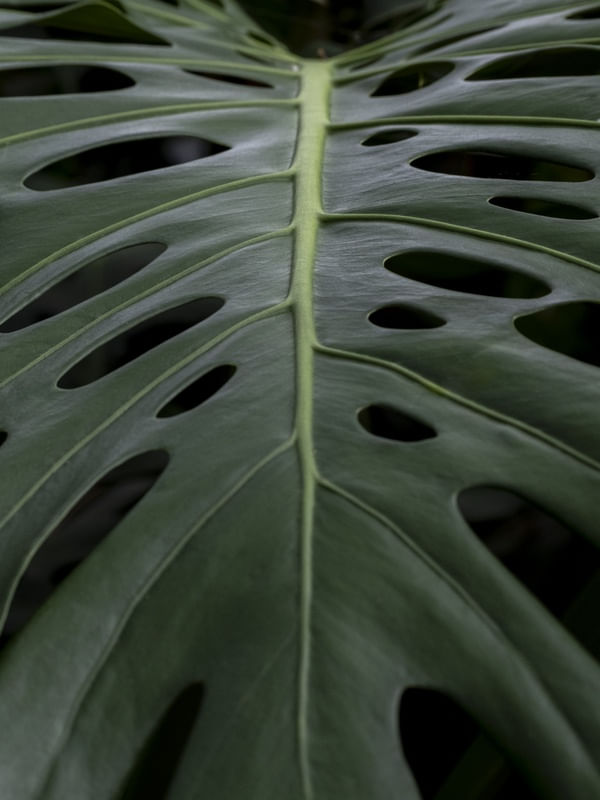 MONSTERA TOP COLOR