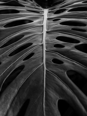 MONSTERA TOP PB