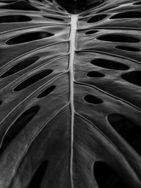 MONSTERA TOP PB