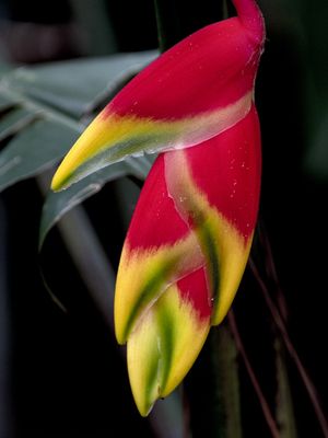 MINI HELICONIA
