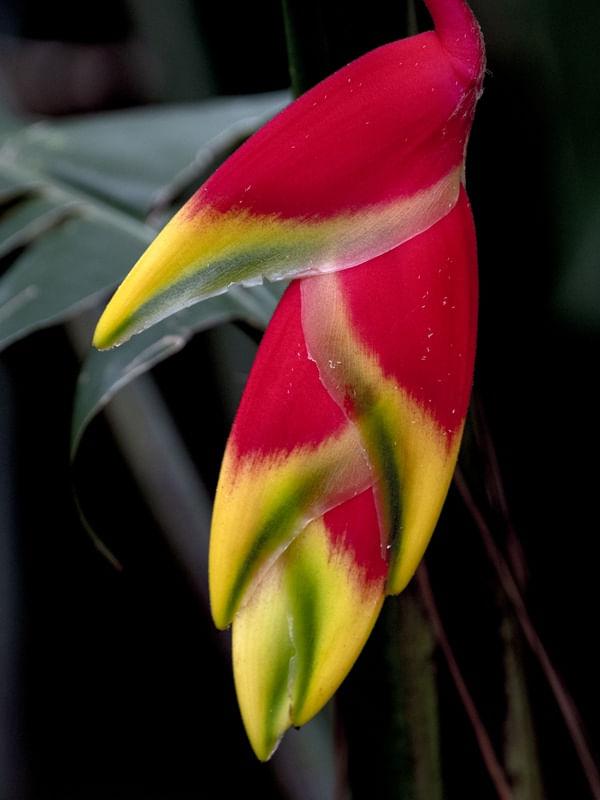 MINI HELICONIA
