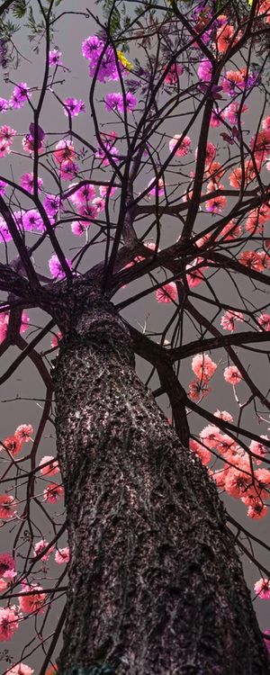 YPÊ ROXO 3