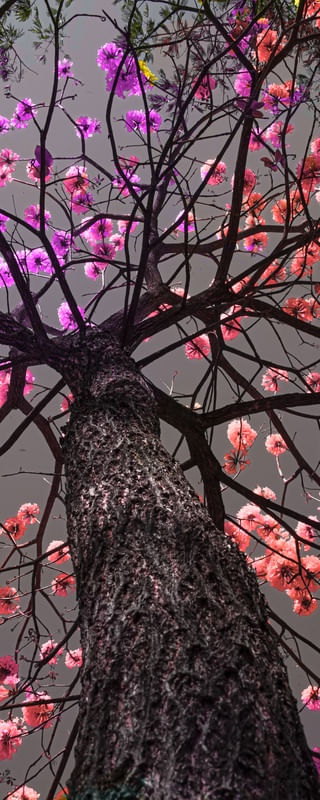 YPÊ ROXO 3