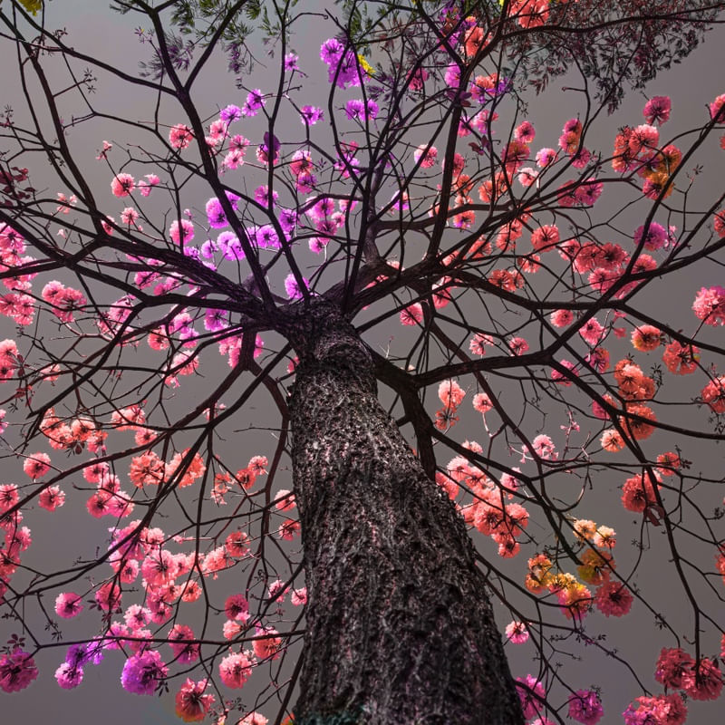 YPÊ ROXO 4