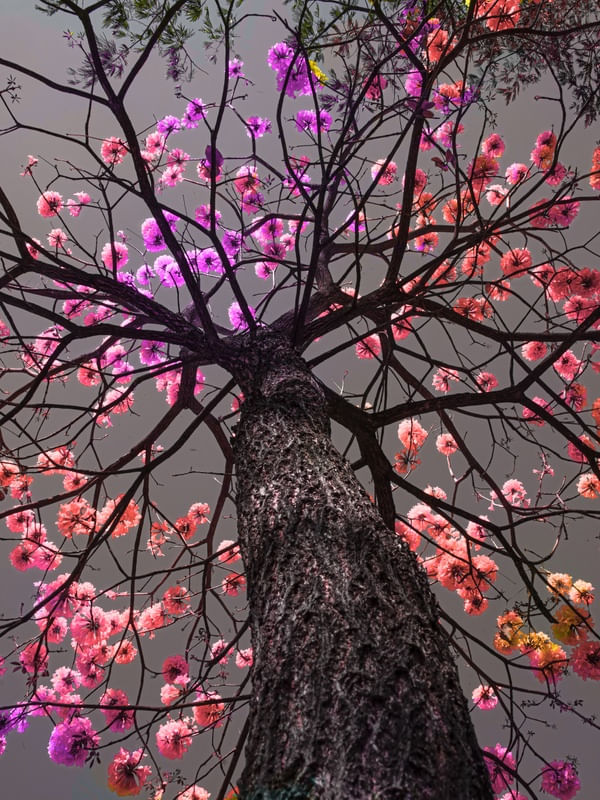 YPÊ ROXO 5