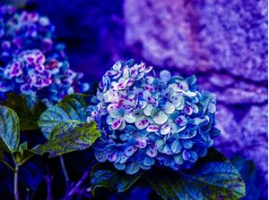 HORTÊNSIAS 2022 15