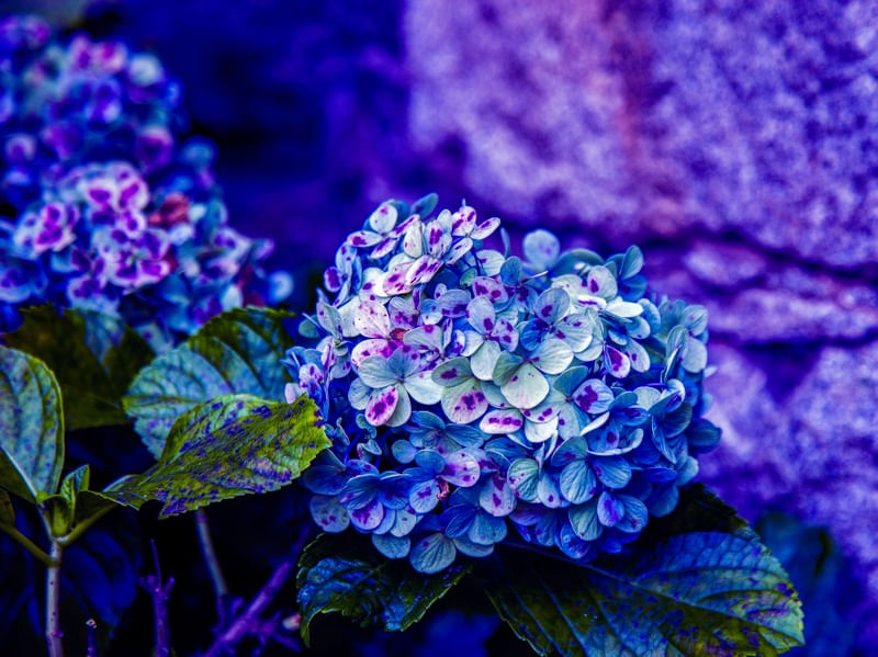 HORTÊNSIAS 2022 15