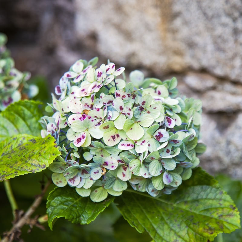 HORTÊNSIAS 2022 16