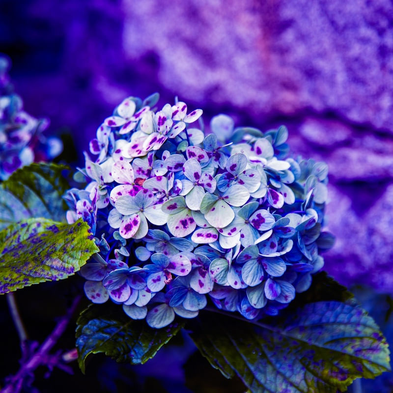 HORTÊNSIAS 2022 17