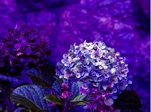 HORTÊNSIAS 2022 19