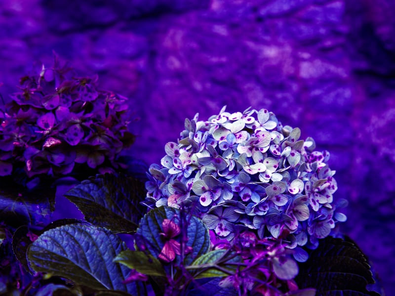 HORTÊNSIAS 2022 19