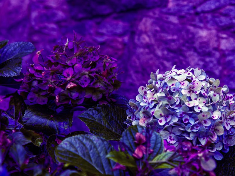 HORTÊNSIAS 2022 21