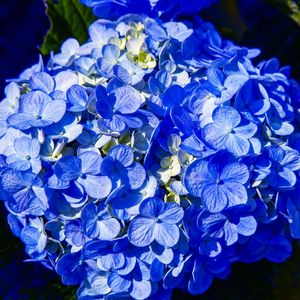 HORTÊNSIA AZUL 2022